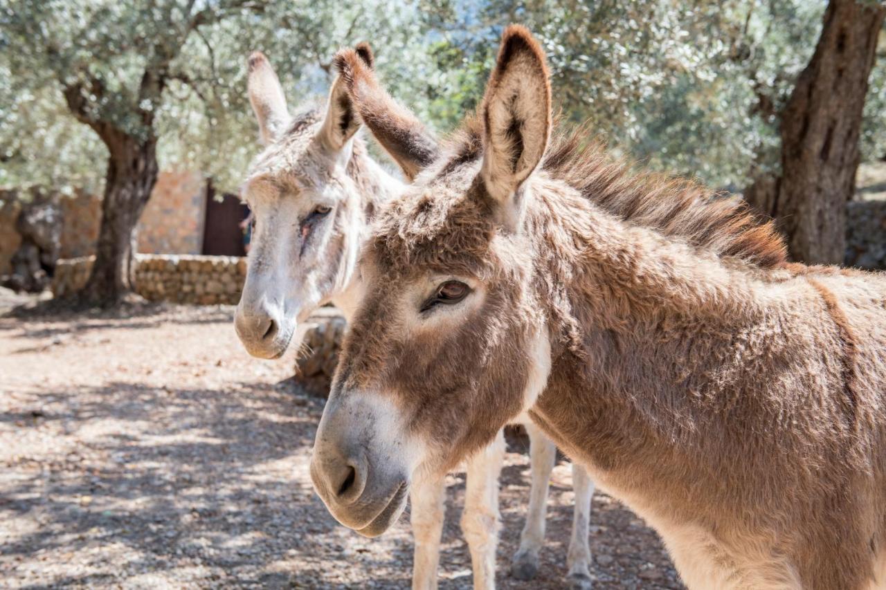 Raco De Soller Villa Ngoại thất bức ảnh